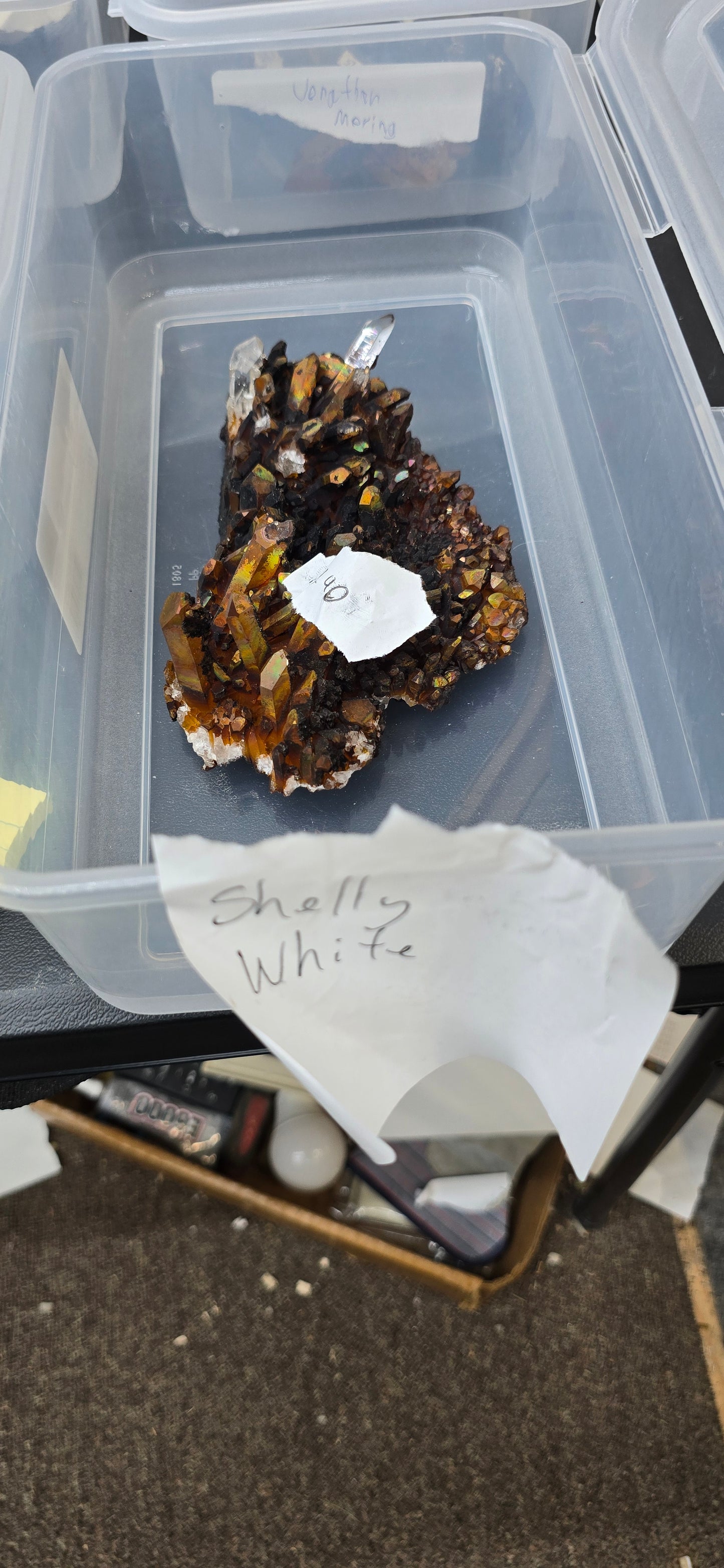 Shelly White 7.18.26 Live Show